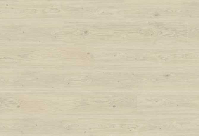 Oak barnik
